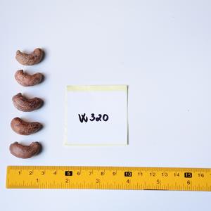 Vente en gros de noix de cajou grillées biologiques de qualité supérieure avec peau - 10 kg en boîte métallique (W180 W210 W240 W320) - Product Image 4