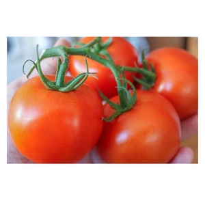 Tomates Frescos Envío Rápido Tomate de Alta Calidad de Brasil Tomates Frescos Tipo Ciruela y Cherry Rojos - Product Image 5