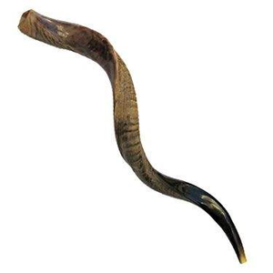 Shofar de Cuerno de Carnero Pulido de Primera Calidad, Natural para Tocar, Shofar Kosher de Primera Calidad, Instrumento Musical Tradicional Kudu, Religioso - Product Image 5