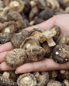 CHAMPIGNONS SHIITAKE SÉCHÉS POUR LA TRANSFORMATION ALIMENTAIRE ET LA VENTE AU DÉTAIL - Product Image 4
