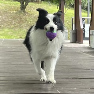 Palla Giocattolo per Cani in Gomma <span class=keywords><strong>TPR</strong></span> Personalizzata, Resistente ai Morsi, con Suono, a Forma di Palla da Tennis, per Allenamento ed Esercizio all'Aperto - Product Image 5