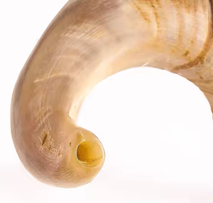 Corne de Shofar de Mouton de Bélier Naturel 100% de Taille Moyenne Inodore Moitié Poli pour Style Animal par Crescent Crafts - Product Image 4