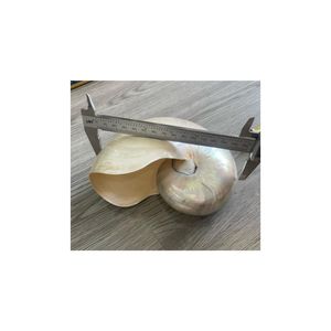 Gran oferta de conchas marinas Nautillus de alta calidad, concha pulida y con forma de camarón Natural, decoración del hogar, conchas NAUTIlLUS hechas a mano - Product Image 1
