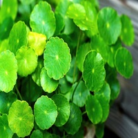 Extrait naturel de plante de Centella Asiatica à bas prix