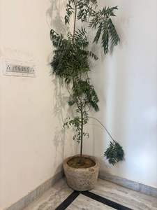 Jardinières en pierre antique réglables en hauteur pour salon et extérieur - Product Image 3