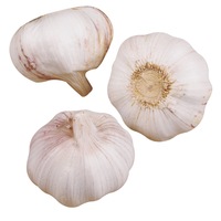 Topkwaliteit Normale Witte Verse Knoflook Oogst 2022 EU Standaard Kwaliteit Thaise Oorsprong 25kg Aangepaste Verpakking Te Koop tegen Lage Prijs