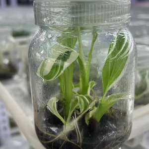 Planta de Plátano Ablo Variegada Musa AeAe de <span class=keywords><strong>Florida</strong></span> |   Cultivo de Tejido de Colección Raro de Color Blanco Variegado para Decoración Tropical de Interiores - Product Image 2