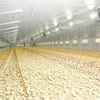Système d'élevage au sol entièrement automatique à haute efficacité pour poulets de chair, équipement complet d'élevage avicole