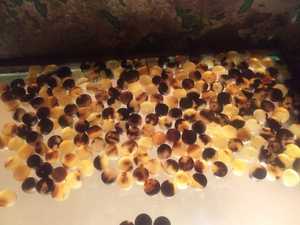 Classical Natural Horn Blanks <b>Buttons</b> for Eco-Friendly Handcrafted Sewing Projects Raw DIY Accessories for <b>Blazers</b> Coats - Product Image 3