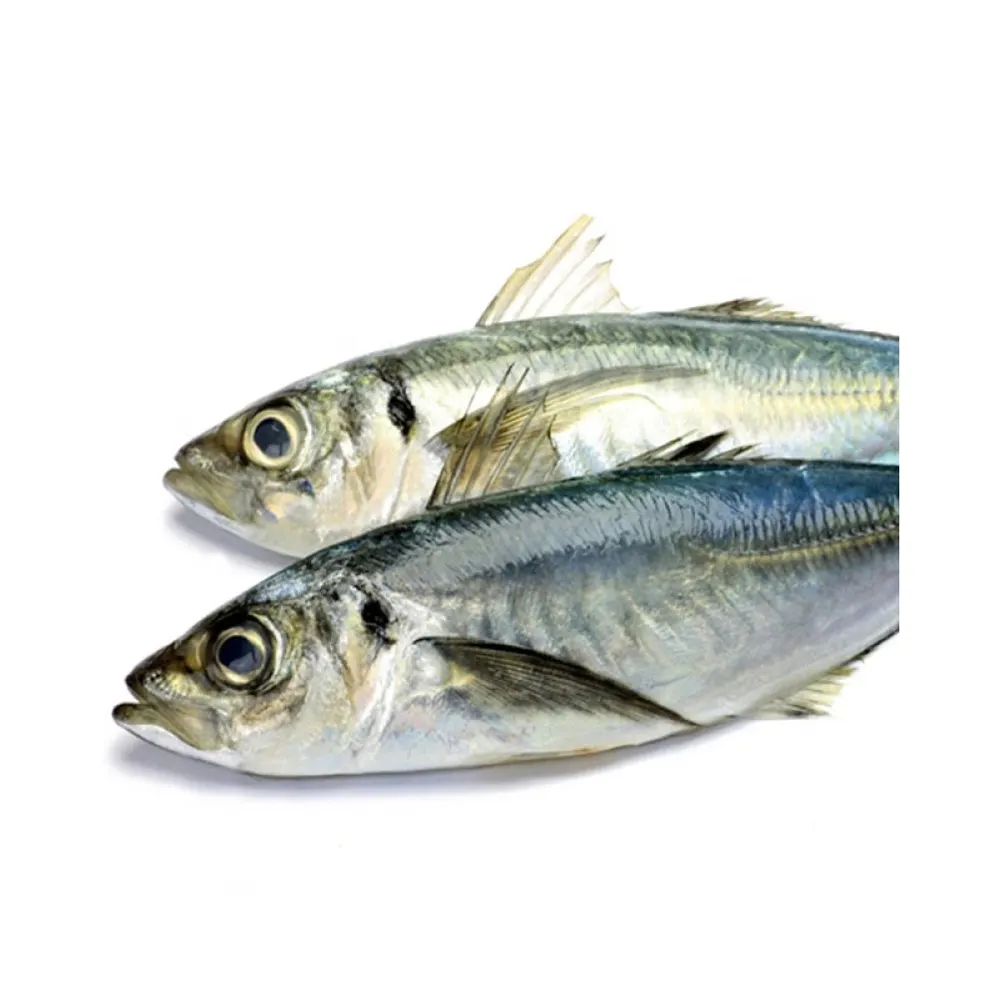 سمك الماكريل المجمد الفاخر سمك الحصان بكميات كبيرة تخفيضات ساخنة المأكولات البحرية المجمدة سمكة المحيط الهادئ المستديرة بالكامل الماكريل للأطعمة المعلبة