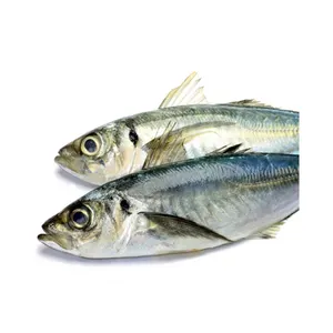 Premium Horse Frozen Mackerel Fish Bulk Hot Sale Seafood Frozen Whole Round Pacific Fish Mackerel For Canned Food