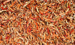 Extracto de Raíz de Tara en Polvo |   Grado Farmacéutico Puro |   Herbal |   Suministro a granel en contenedor de plástico y lata - Product Image 4