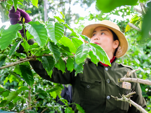 Caja de granos de café Arábica instantáneos congelados verdes y tostados de alta calidad Konnai Son La, embalaje de Vietnam - Product Image 2