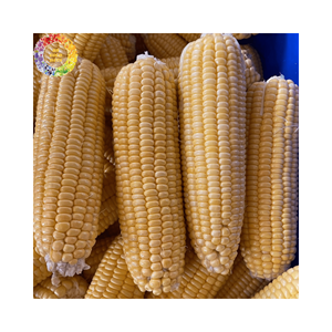 Maïs sucré jaune blanc frais congelé traité IQF épi de maïs entier vieux morceaux de maïs bébé de qualité alimentaire approvisionnement en gros - Product Image 1