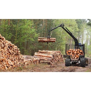 Bois scié de haute qualité fraîchement coupé, durable et prêt pour la construction et la fabrication - Product Image 3