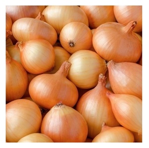 Cebolla fresca, cebolla roja / cebolla dorada, alta calidad, mejor precio - Product Image 2