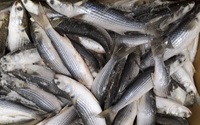 BON PRIX - FARINE DE POISSON/PRODUIT D'EXTRAIT DE POISSON DU VIETNAM - HAUTE QUALITÉ