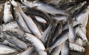 BUEN PRECIO-POLVO DE PESCADO FRESCO DE VIETNAM/HARINA DE PESCADO-ALTA CALIDAD/Mr. DC - Product Image 2