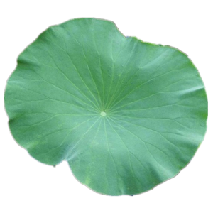 Feuilles de lotus fraîches fournies par l'usine du Vietnam pour des solutions d'emballage alimentaire écologiques - Product Image 5