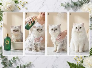 Shampoo pour chat à poils longs VELVETPAW Premium & Shampooing + Après-shampoing 2-en-1 Extrait de camomille Formule soie Pour chats persans et Maine Coon - Product Image 2