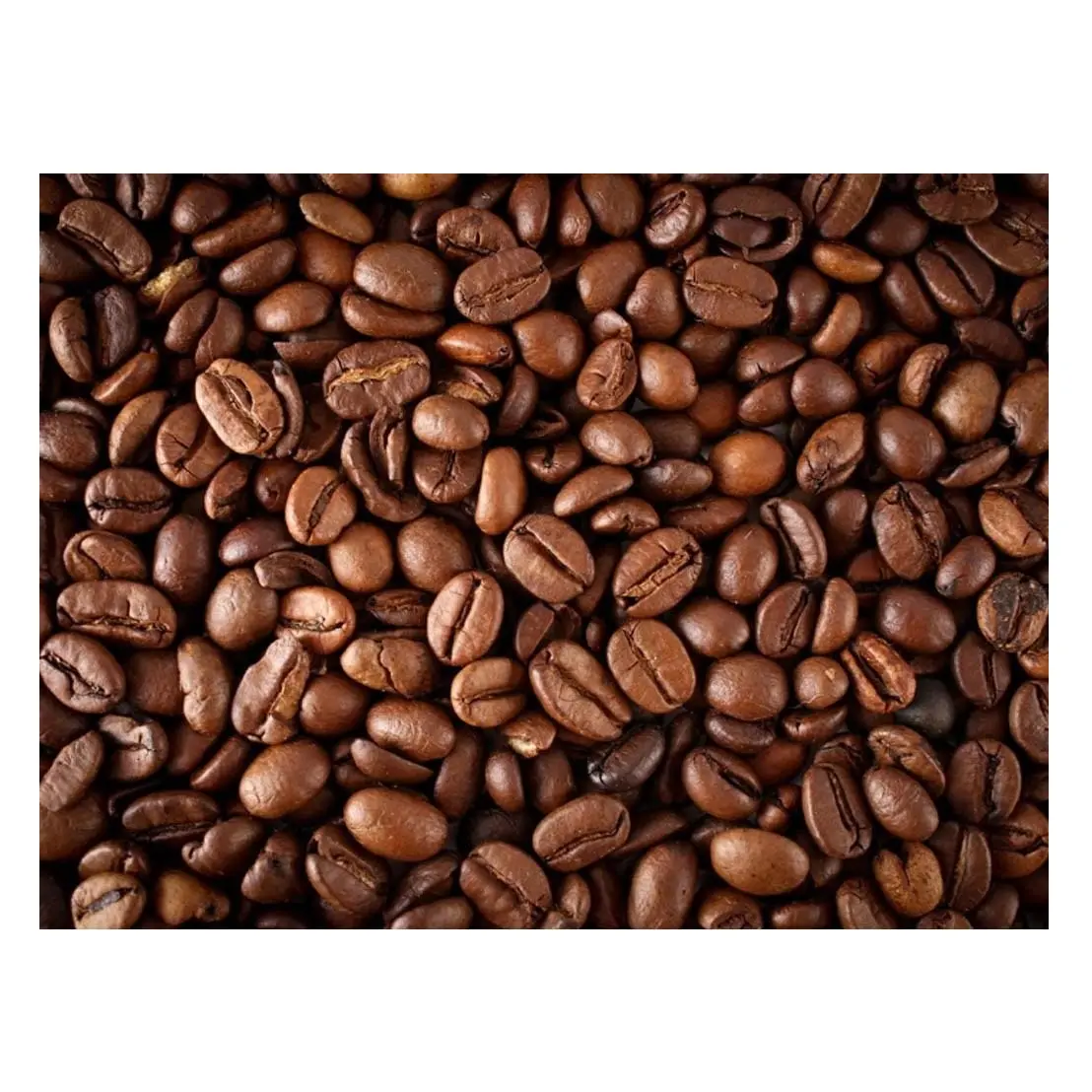 Kualitas terbaik harga rendah stok tersedia dalam jumlah besar dari proses dicuci kualitas Robusta biji kopi hijau biji mentah untuk ekspor