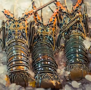 ล็อบสเตอร์แช่แข็งทั้งหมดบรรจุในกล่องสำหรับใช้ในอาหาร - Product Image 3