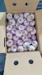 Ail entier égyptien de qualité supérieure, 100% naturel, frais et de haute qualité, ail d'exportation, marque Al Nada - Product Image 2