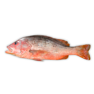 Pargo rojo entero fresco congelado, mejor precio al por mayor en el mercado - Product Image 2