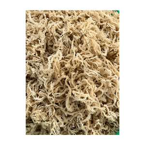 Premium 100% Dried <b>Sea</b> <b>Moss</b>/Irish <b>Moss</b>/Eucheuma Cottonii <b>Natural</b> Seaweed Product - Product Image 3