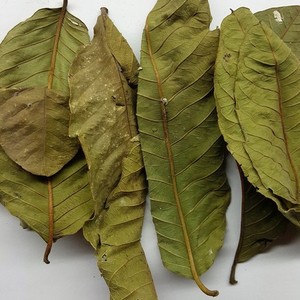 Feuilles de goyave séchées naturelles du Vietnam avec un bon prix et une haute qualité supérieure - Product Image 3