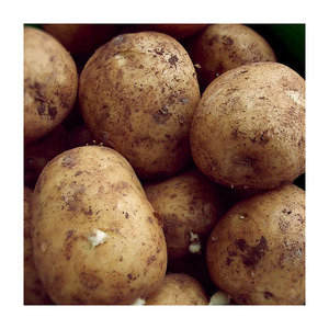 Patatas irlandesas frescas de calidad superior Precio de fábrica a granel Venta al por mayor Mejor grado Natural Farm Fresh Healthy Potato Supply - Product Image 4