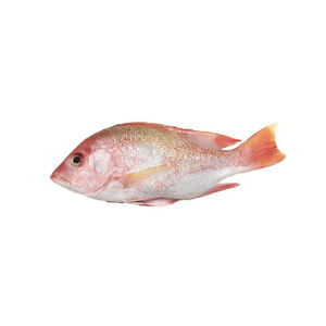 Entrega rápida de pescado snapper rojo congelado para compradores directos de fábrica y canales comerciales - Product Image 5