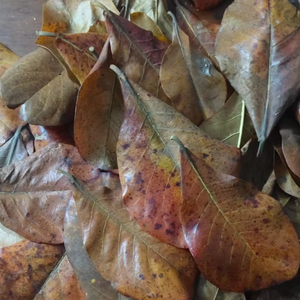 Haute qualité 100% séché Terminalia Catappa indien feuilles d'amande saine Bettas nourriture pour poisson pour accessoires d'aquarium - Product Image 1