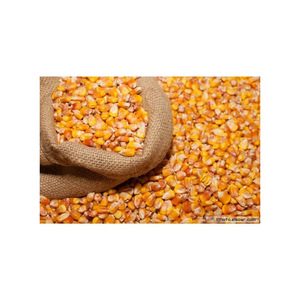 ข้าวโพดเหลืองแห้งสำหรับการผลิตอาหารและอาหารสัตว์ - Product Image 4