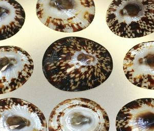 เปลือก limpet มีจำนวนมากสำหรับโครงการตกแต่งชุดจัดแสดงงานฝีมือที่ได้แรงบันดาลใจจากทะเลและดีไซน์ทางศิลปะ - Product Image 2