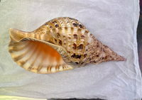 Coquille de trompette/triton vietnamienne polie, style animalier, décoration d'intérieur, coquillage de mer de différentes tailles