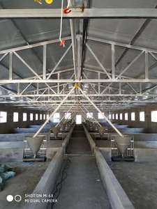 Granja de cerdos de alto retorno Diseño llave en mano Estructura simple Suministro de puesto de alimentación automática Rentable y nueva condición - Product Image 2