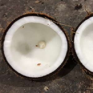 Fruta seca del fabricante vietnamita Coco Estilo fresco Buen sabor Precio razonable para embalaje de alimentos Cartón Hecho en Ben Tre - Product Image 6