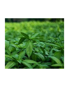 HOJAS DE YUTE CONGELADAS CON ALTA FIBRA PARA DIETAS DE ETIQUETAS LIMPIAS Y APOYO INMUNE NATURAL DE FUENTES VEGETALES - Product Image 1