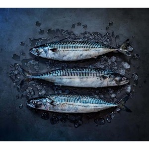 Pescado de caballa congelado, procesado limpio, certificado Halal y profundamente congelado para una larga vida útil - Product Image 3