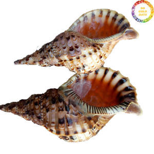 Trompeta Artesanal de Vietnam, Concha Tritón, Hecha con Material de Concha Marina Premium para Decoración Costera de Mesa - Product Image 3