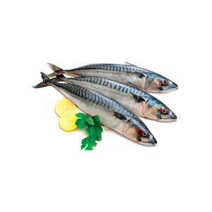 ปลาแมคเคอเรลแช่แข็ง/WR King ทั้งเกรดบรรจุภัณฑ์สำหรับ iqf iwp - Product Image 6