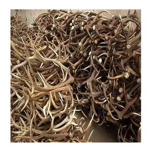Red <b>Deer</b> <b>Antlers</b> <b>for</b> <b>Sale</b> at Low Price Natural and Durable <b>Antlers</b> <b>for</b> Pet Chews Decoration and Crafts Available in Bulk - Product Image 3