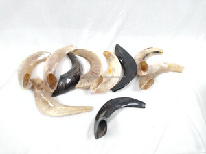 Shofar en coquillage naturel pour la musique et les usages religieux, casher, poli, toucher réel, amour d'ange - Product Image 6