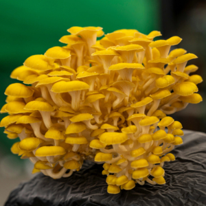 Extrait de champignon d'huître dorée japonais de haute qualité fabriqué au Japon pour les aliments sains et les compléments alimentaires - Product Image 1