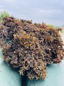 Alga Marina Sargassum Seca Cruda para Alimentación Animal - Alga Marina para Agricultura Ecológica - Product Image 5