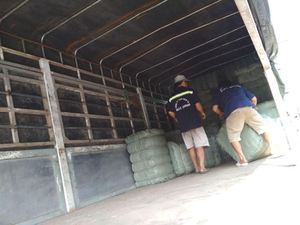 <b>DRIED</b> BLACK <b>GRASS</b> JELLY LEAVES on MOUNTAIN HIGH GEL SUONG SAM SUONG SAO VIETNAM - Product Image 2