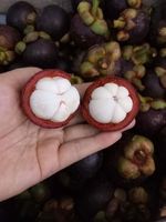 Mangoustan frais du Vietnam, de haute qualité, sucré et juteux, exportation en vrac