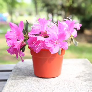 Vente en gros Prix compétitif Mini pots de plantes en plastique recyclé Personnalisation du Vietnam Fabricant - Product Image 4