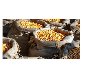 ซื้อข้าวโพดสำหรับขายในราคาขายส่งเหมาะสำหรับโรงภาพยนตร์และผู้ประกอบการข้าวโพดคั่ว - Product Image 2